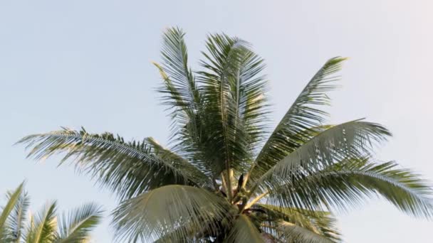 Güneşli bir günde gün batımına karşı palmiye yaprakları. - Video, Çekim