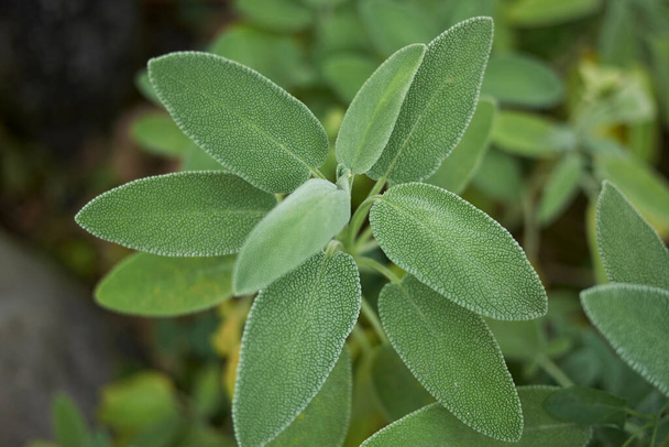 Salvia officinalis kasvin lähikuva - Valokuva, kuva