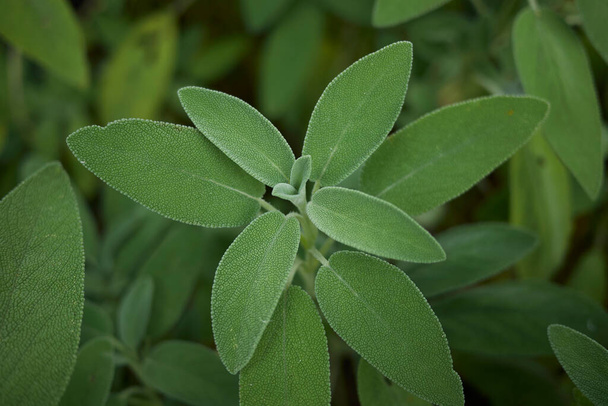 свежие листья растения Salvia officinalis - Фото, изображение