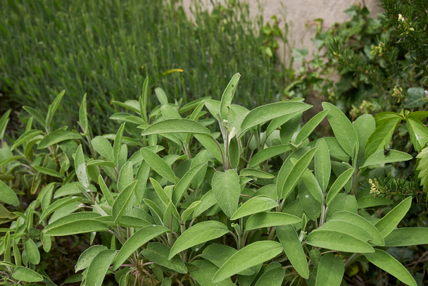 hojas frescas de Salvia officinalis hierba - Foto, Imagen