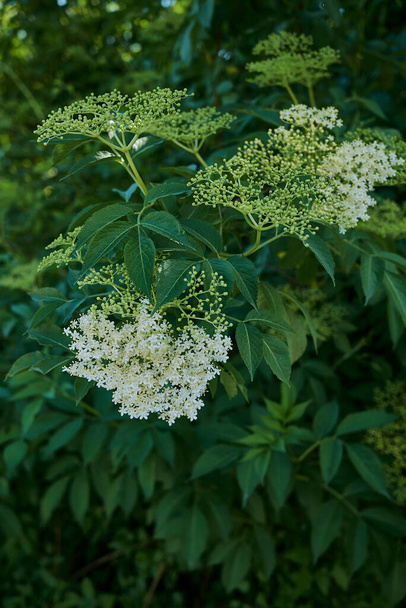 Sambucus nigra λευκά κρεμώδη άνθη - Φωτογραφία, εικόνα