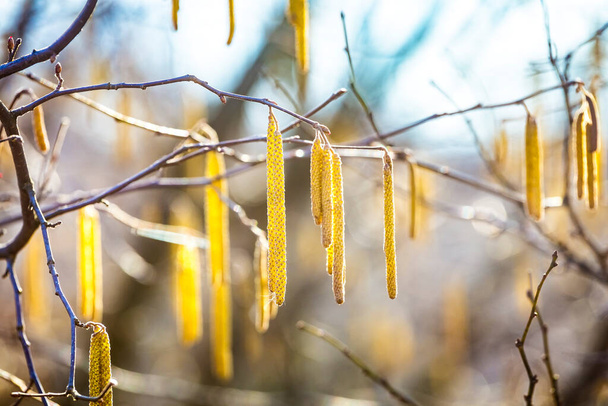 Flores de primavera amentos masculinos de avellana común Corylus avellana similar a los pendientes y pequeñas flores rojas femeninas en la rama del árbol a la luz del sol, fondo de primavera - Foto, Imagen