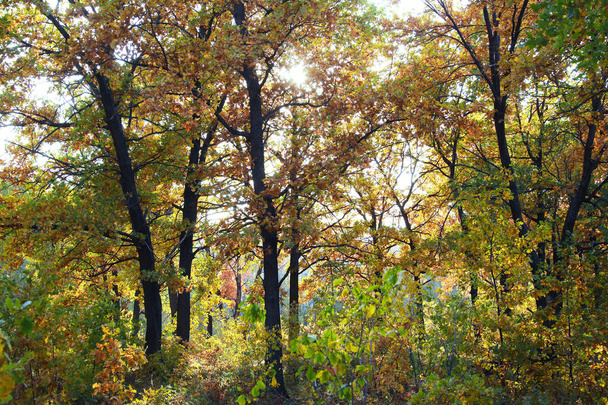 autunno alberi paesaggio nella foresta foglie ingiallite giorno nuvoloso - Foto, immagini