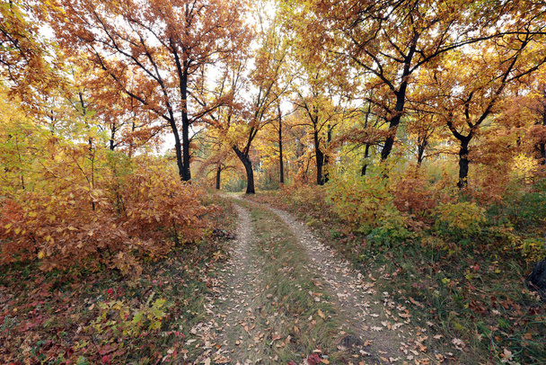 autumn landscape dirt road in an oak grove early sunny morning - Foto, Imagem