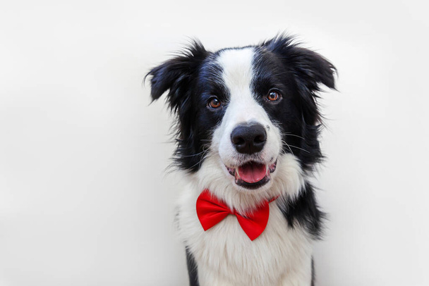 Funny studio portrait puppy dog border collie in bow tie as gentleman or groom isolated on white background. New lovely member of family little dog looking at camera. Funny pets animals life concept - Photo, Image