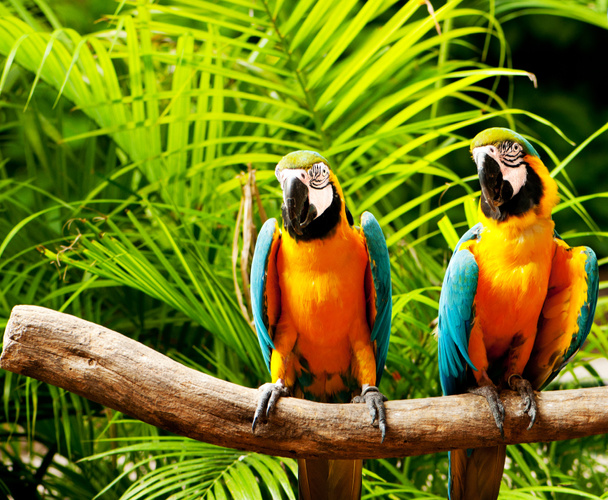 Kleurrijke papegaai vogel zittend op de baars - Foto, afbeelding