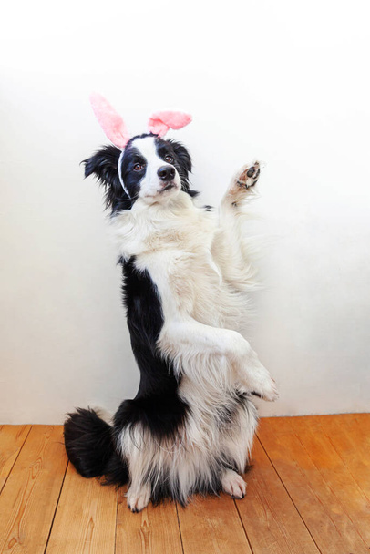 Happy Easter concept. Funny portrait of cute smiling puppy dog border collie wearing easter bunny ears on white background at home. Preparation for holiday. Spring greeting card - Photo, Image