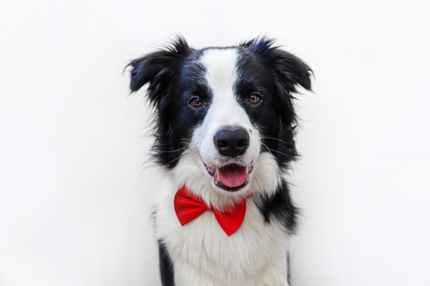 Funny studio portrait puppy dog border collie in bow tie as gentleman or groom isolated on white background. New lovely member of family little dog looking at camera. Funny pets animals life concept - Photo, Image