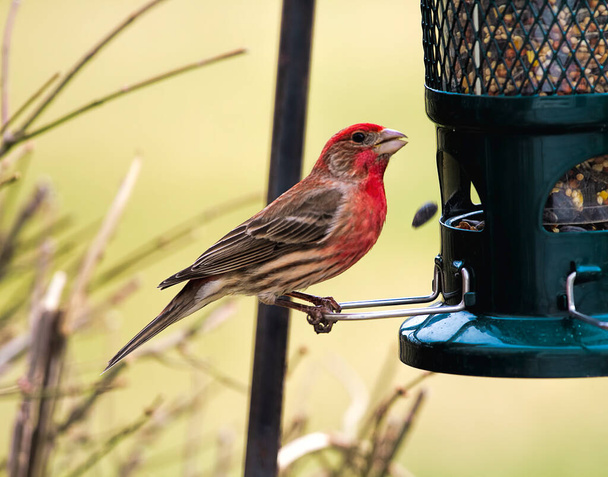 Finch siedzący przy karmieniu ptaków nasieniem spadającym z podajnika - Zdjęcie, obraz