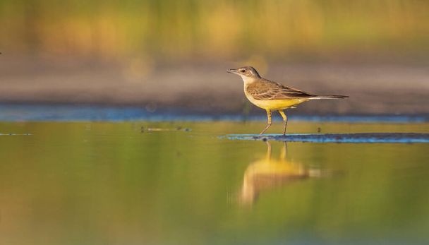yellow wagtail standing in water with reflection - Photo, Image