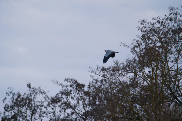 A Grey Heron ardea cinerea in flight - Photo, Image