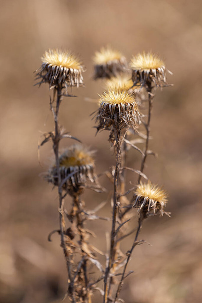 Herbier naturel créé par la nature, chardon dans le champ - Photo, image