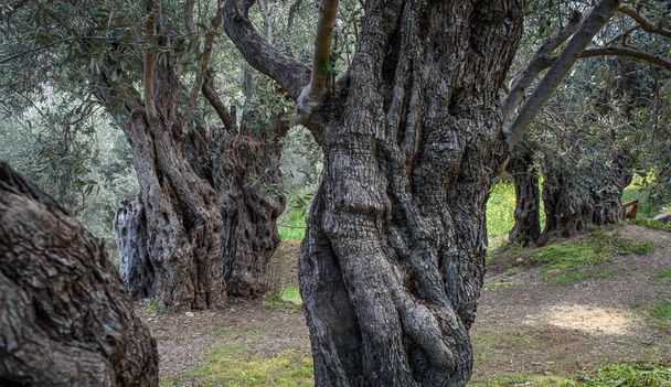 Spooky 500 years old olive trees with deformed branches and trunks in Xyliatos, Cyprus - Photo, Image