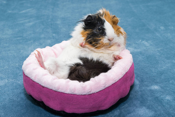 Морская свинка. Молодая забавная морская свинка лежит в розовой кроватке, розовом гамаке. - Фото, изображение