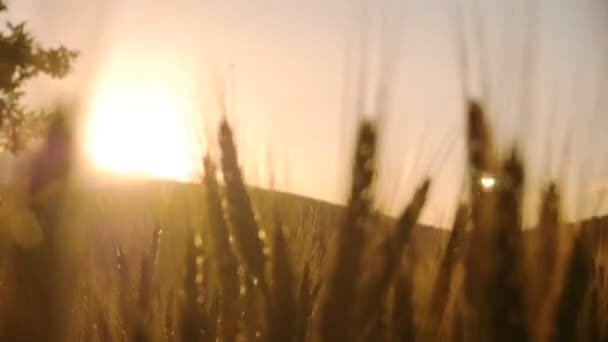 Campo de trigo al atardecer - Imágenes, Vídeo