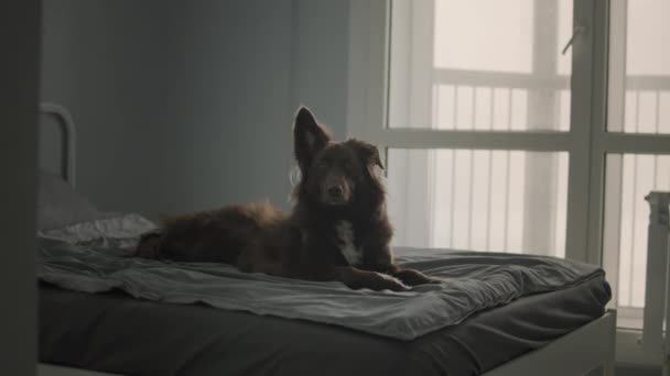 Dog cuddled up on linen sheets in bed - Footage, Video