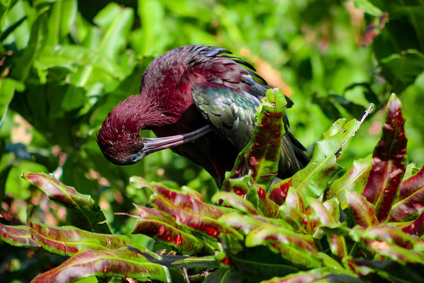 Bruin glanzend ibis zittend op zijn nest. - Foto, afbeelding
