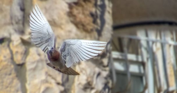 Сцена движения скального голубя, летящего в воздухе на белом фоне с отрезанной тропинкой - Фото, изображение