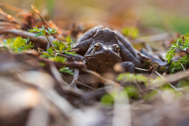 Лягушка Коммон - Rana arvalis, сидящая в листве. У лягушки отличительные глаза.. - Фото, изображение