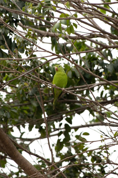 Periquito-de-bico-amarelo da espécie Brotogeris chiriri - Foto, Imagem