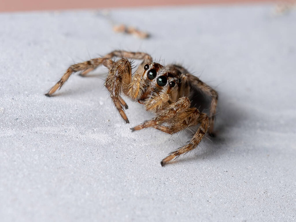 Pantropikalny pająk z gatunku Plexippus paykulli - Zdjęcie, obraz