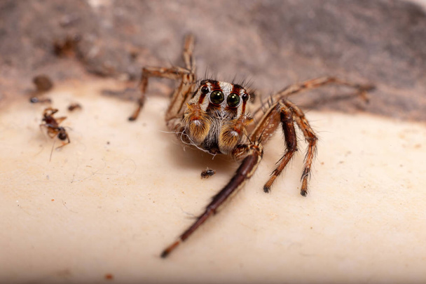 Чоловічий пантропічний Стрибки Павук виду Plexippus paykulli
 - Фото, зображення