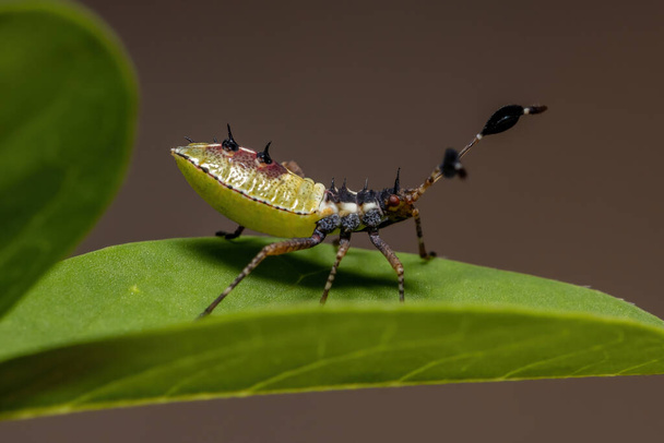 Bladpootjes Bug Nymph van de soort Athaumastus haematicus - Foto, afbeelding