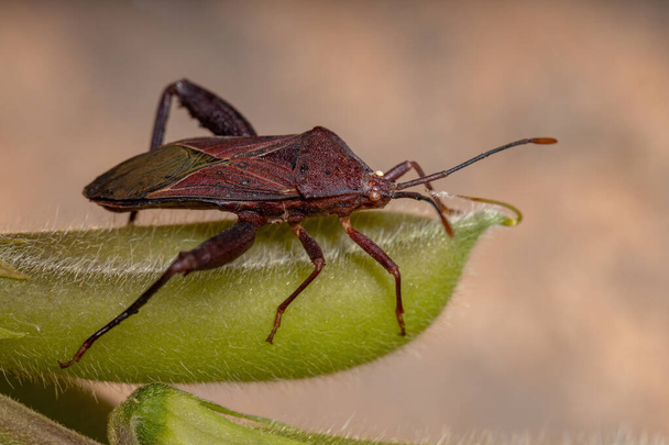 Dospělý Leaf-foot Bug druhu Athaumastus hematicus - Fotografie, Obrázek