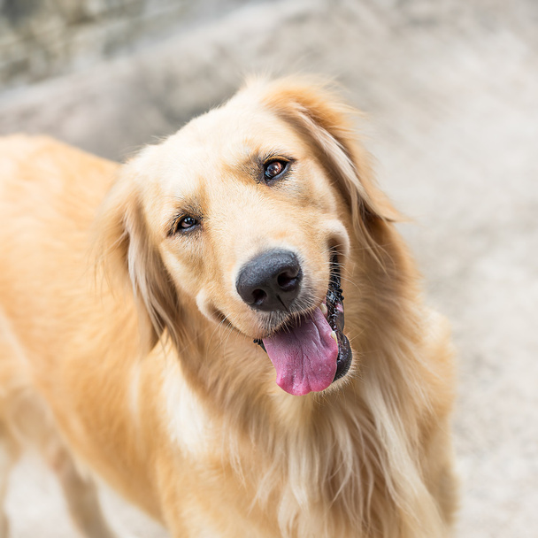 Golden retriever köpeği - Fotoğraf, Görsel