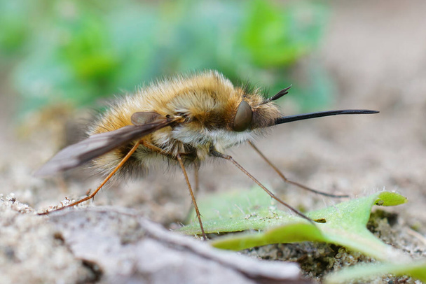 Primer plano del parásito extraño, la mosca de abeja de borde oscuro, Bombyblius major, con su nariz larga - Foto, imagen