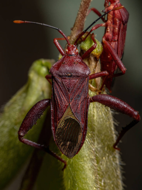 Athaumastus haematicus türünün Yetişkin Yaprak Ayaklı Böceği - Fotoğraf, Görsel