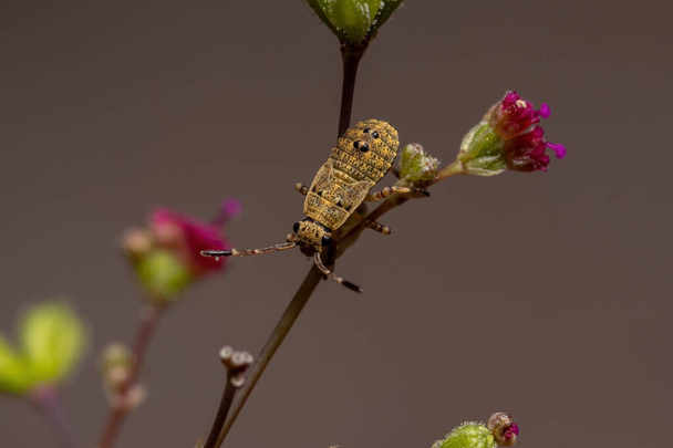 Pentatomomorph. Infraorder Pentatomomorpha 'nın böcek perisi. - Fotoğraf, Görsel