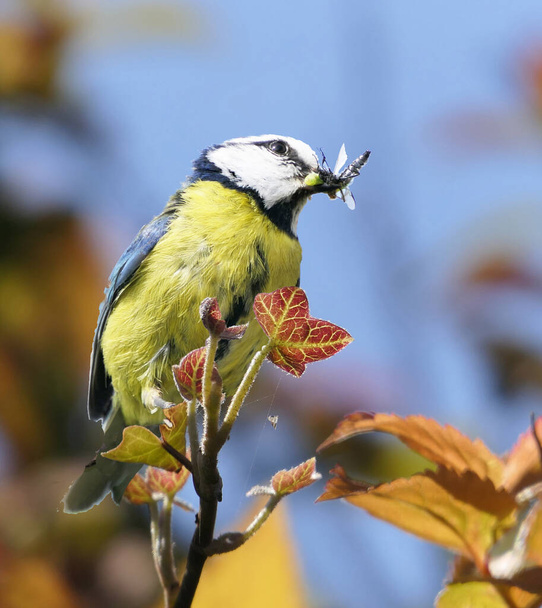 Blue Tit with flys in its beak in the UK - Photo, Image