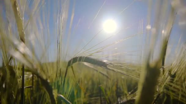 Wheat field in light breeze - Footage, Video