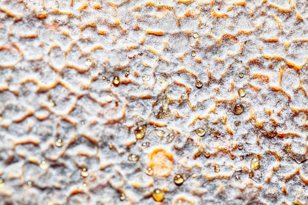 Miód spada na woskowe tło. Produkcja przemysłu pszczelarskiego - Zdjęcie, obraz