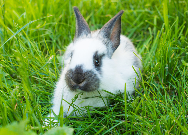 草のウサギ - 写真・画像
