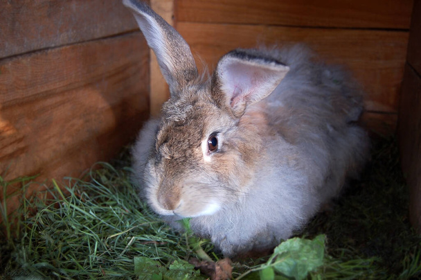 Бежевий і сірий кролик у фермі коралів
 - Фото, зображення