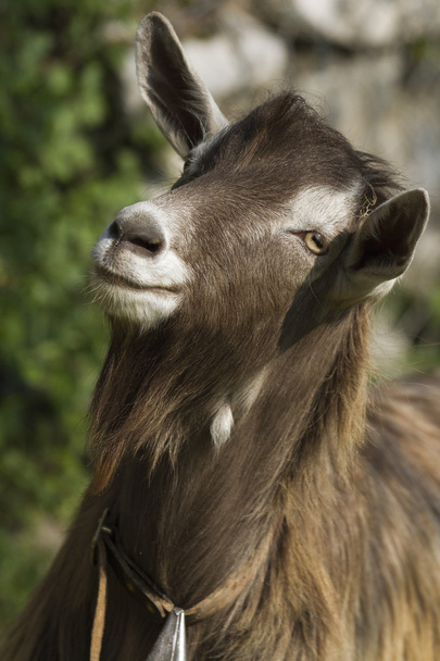 коза в горах - Фото, изображение