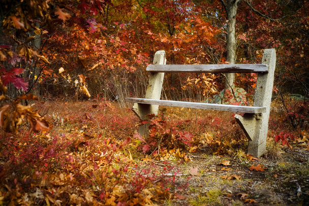 An empty park bench amidst trees and leaves in autumn. - Foto, immagini