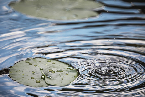 Teich mit Wasserlinsen, Sumpfpflanzen, Seerosen und Viktoria-Amazonica-Lilien - Foto, Bild