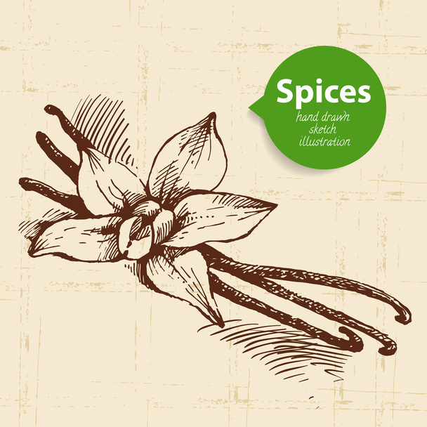 Kitchen herbs and spices - Vector, Image