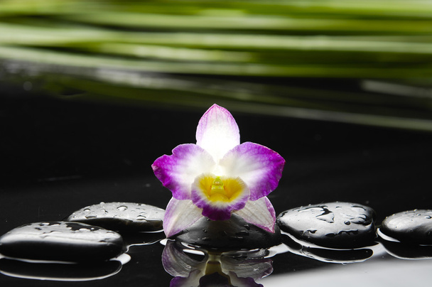 орхидеи и мокрые черные камни
 - Фото, изображение
