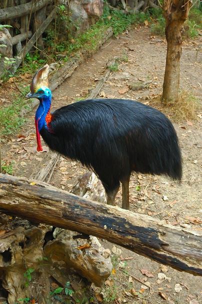 μεγάλα πολύχρωμα πουλιού - Φωτογραφία, εικόνα