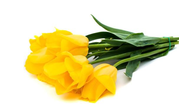 Yellow tulips - Photo, image