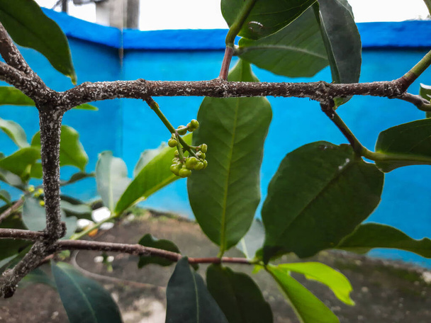 un exemple d'un pommier planté dans un pot et commençant à avoir de très jeunes fruits - Photo, image