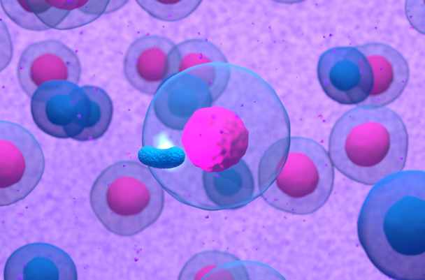 Normale B-Zelle durch Bakterien aktiviert 3d Illustration - Foto, Bild