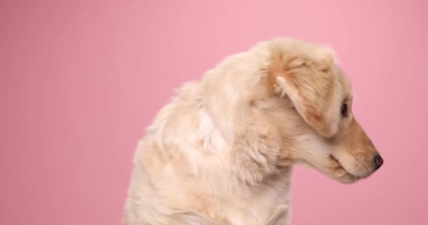 mooie kleine golden retriever hondje steken uit tong en hijgen, gapen en op zoek naar kant op roze achtergrond in de studio - Video