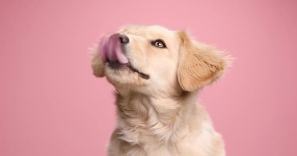hongerig schattig klein Labrador retriever puppy likken neus, opkijken en zitten op roze achtergrond in studio - Video