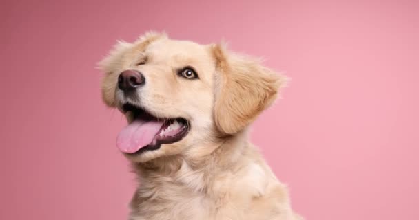 adorável filhote de cachorro pequeno golden retriever saindo da língua e ofegante, olhando para o lado e bocejando em fundo rosa no estúdio - Filmagem, Vídeo