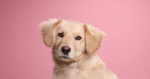 söpö pieni Labrador noutaja koira katselee ympärilleen studiossa, kumma katselee ylös ja seisoo vaaleanpunainen tausta - Materiaali, video
